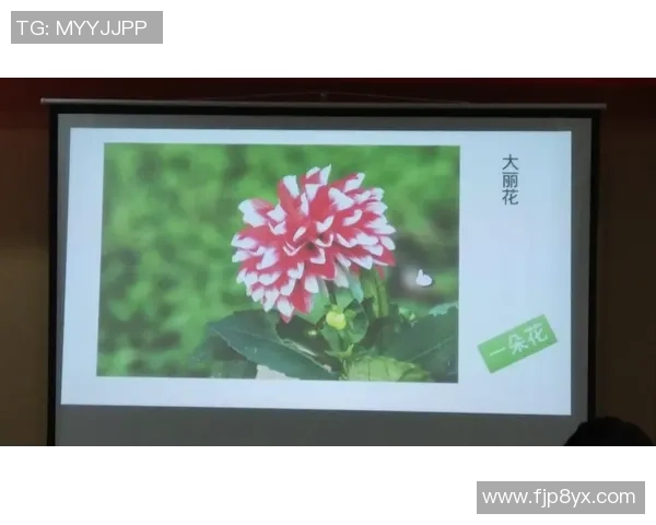 科学排球力量训练的创新方法与实用技巧探讨